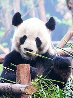 AT Chengdu Panda Base 240x320 1