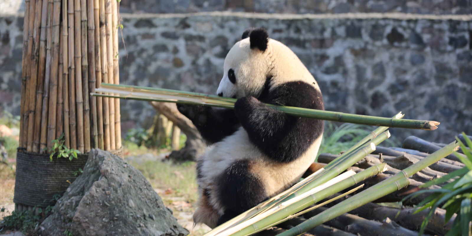 Chengdu Panda