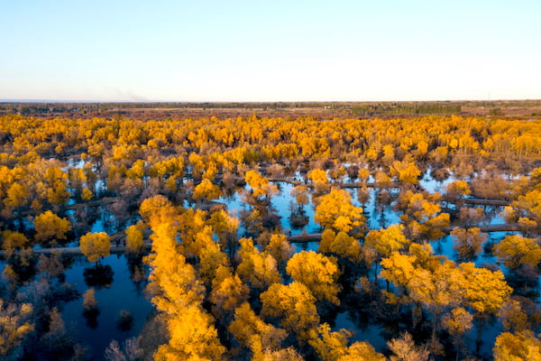 FI Jinta Euphrates Poplar Forest