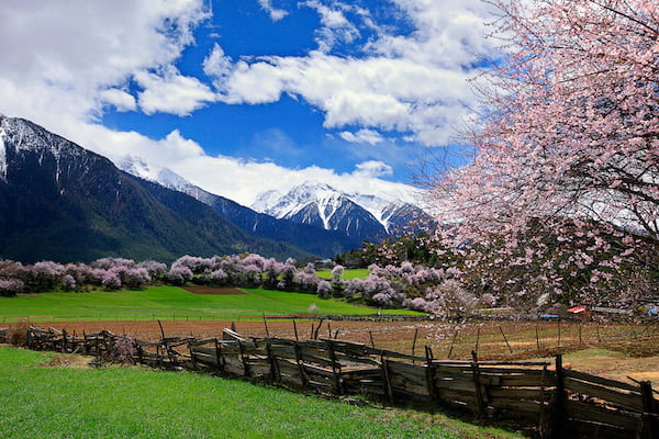 FI Nyingchi Peach Blossom Festival main